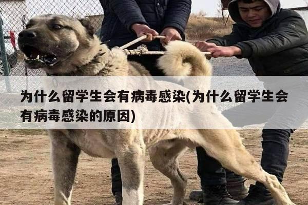 为什么留学生会有病毒感染(为什么留学生会有病毒感染的原因)