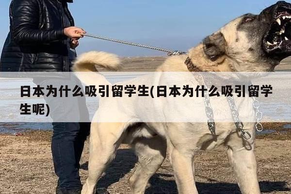 日本为什么吸引留学生(日本为什么吸引留学生呢)