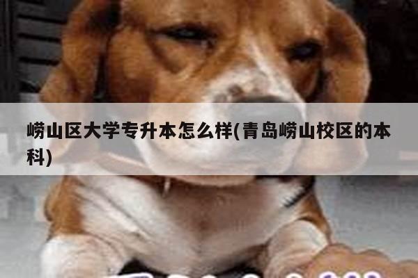 崂山区大学专升本怎么样(青岛崂山校区的本科)