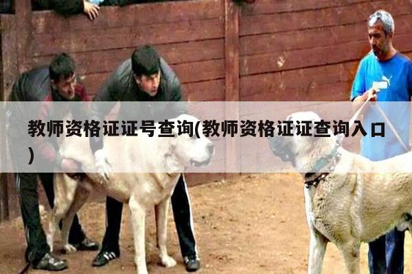 教师资格证证号查询(教师资格证证查询入口)