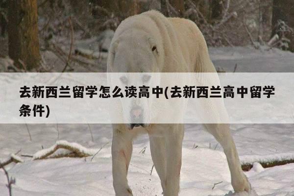 去新西兰留学怎么读高中(去新西兰高中留学条件)