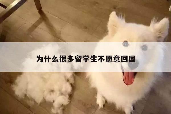 为什么很多留学生不愿意回国