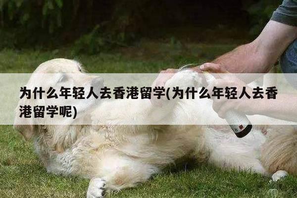 为什么年轻人去香港留学(为什么年轻人去香港留学呢)