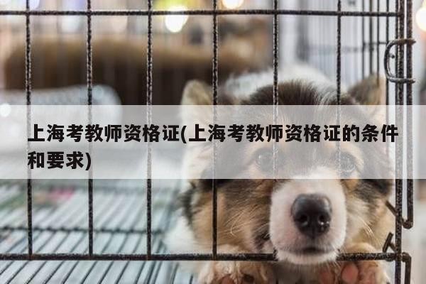 上海考教师资格证(上海考教师资格证的条件和要求)