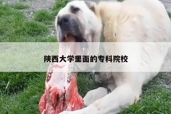 陕西大学里面的专科院校