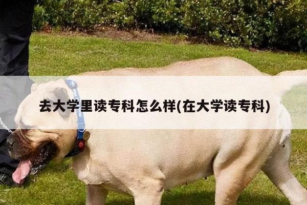 去大学里读专科怎么样(在大学读专科)