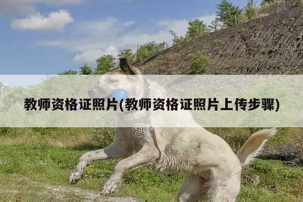 教师资格证照片(教师资格证照片上传步骤)