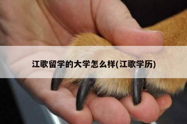 江歌留学的大学怎么样(江歌学历)