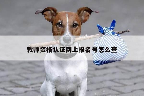 教师资格认证网上报名号怎么查