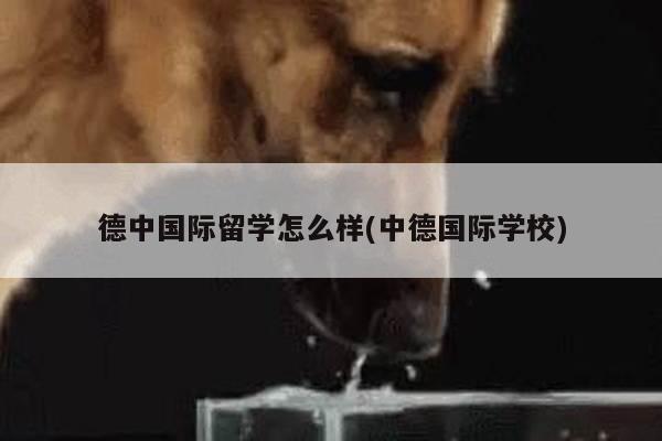 德中国际留学怎么样(中德国际学校)