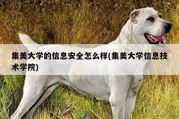 集美大学的信息安全怎么样(集美大学信息技术学院)