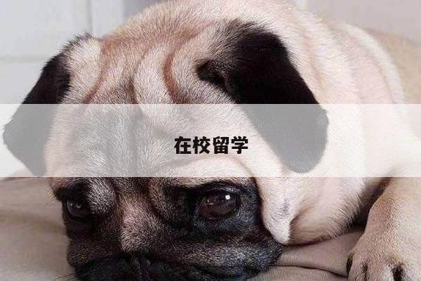 在校留学