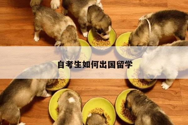 自考生如何出国留学