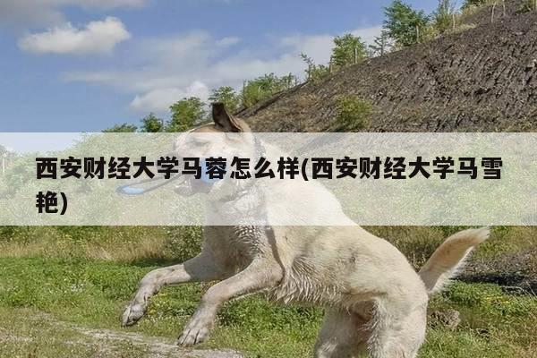 西安财经大学马蓉怎么样(西安财经大学马雪艳)