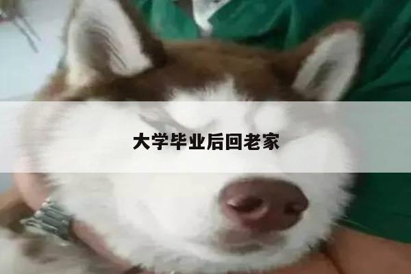 大学毕业后回老家