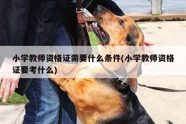 小学教师资格证需要什么条件(小学教师资格证要考什么)
