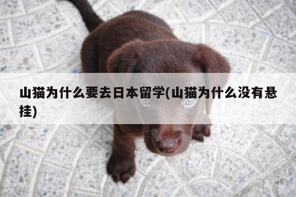 山猫为什么要去日本留学(山猫为什么没有悬挂)