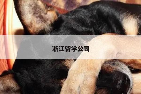 浙江留学公司