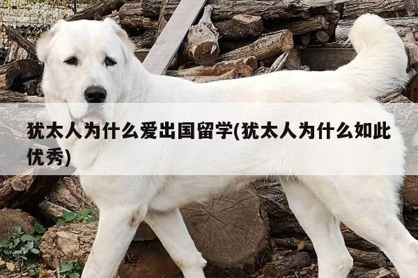 犹太人为什么爱出国留学(犹太人为什么如此优秀)