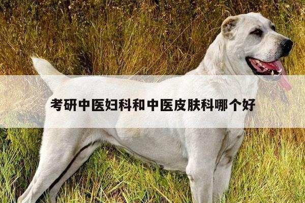 考研中医妇科和中医皮肤科哪个好