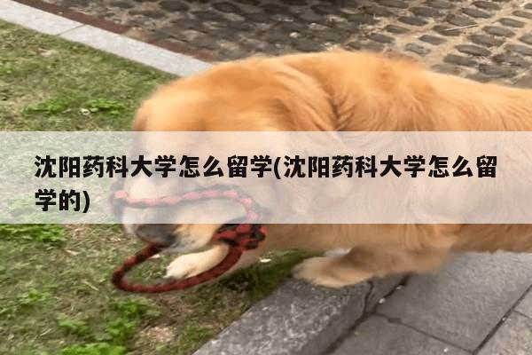 沈阳药科大学怎么留学(沈阳药科大学怎么留学的)