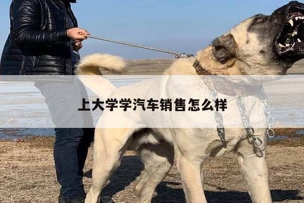 上大学学汽车销售怎么样