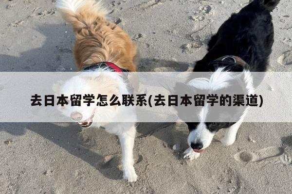 去日本留学怎么联系(去日本留学的渠道)