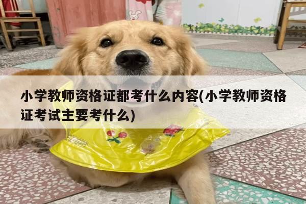 小学教师资格证都考什么内容(小学教师资格证考试主要考什么)