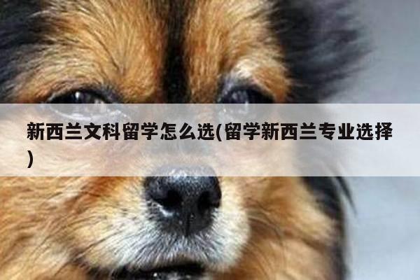 新西兰文科留学怎么选(留学新西兰专业选择)