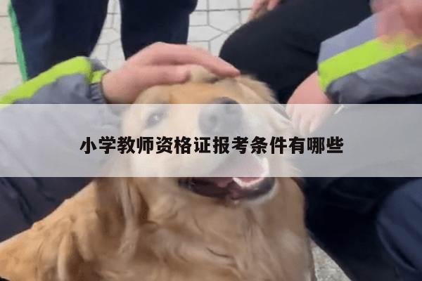 小学教师资格证报考条件有哪些