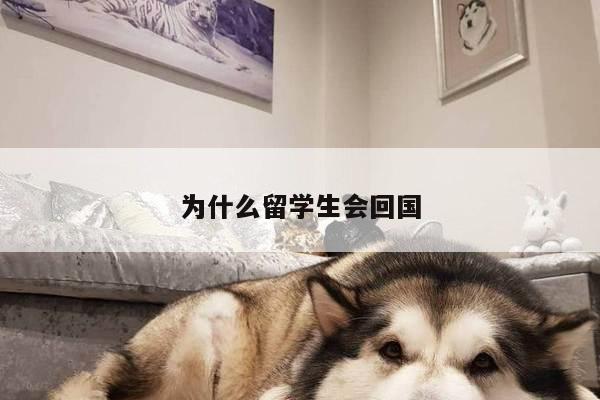 为什么留学生会回国