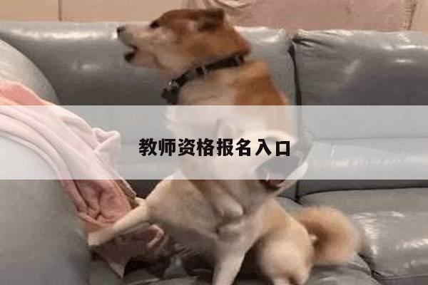 教师资格报名入口