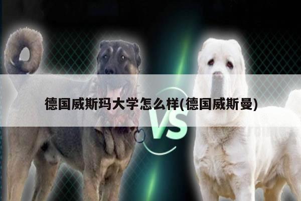 德国威斯玛大学怎么样(德国威斯曼)
