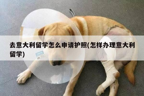去意大利留学怎么申请护照(怎样办理意大利留学)