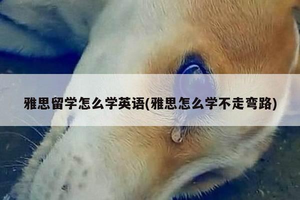 雅思留学怎么学英语(雅思怎么学不走弯路)