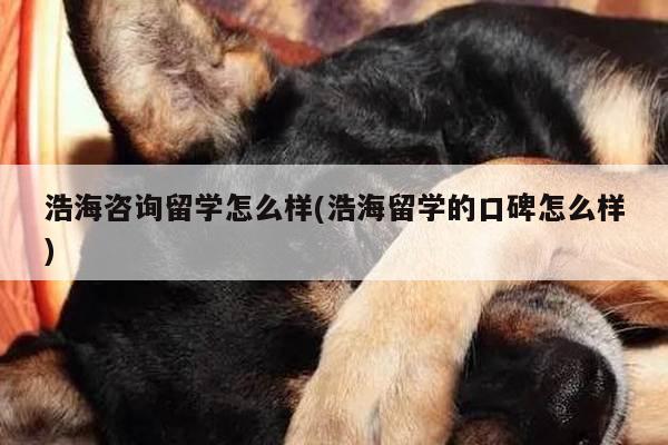 浩海咨询留学怎么样(浩海留学的口碑怎么样)