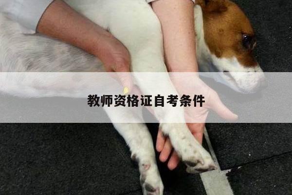 教师资格证自考条件