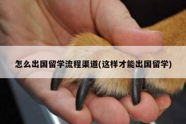 怎么出国留学流程渠道(这样才能出国留学)