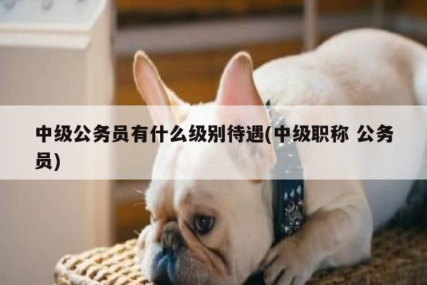 中级公务员有什么级别待遇(中级职称 公务员)