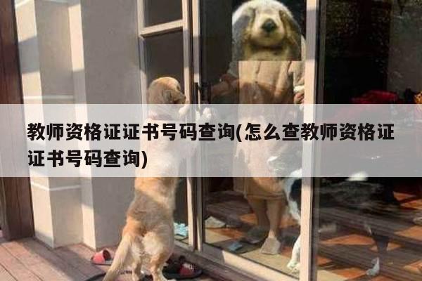 教师资格证证书号码查询(怎么查教师资格证证书号码查询)