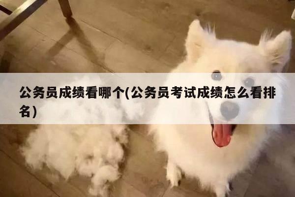 公务员成绩看哪个(公务员考试成绩怎么看排名)