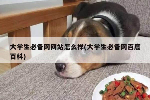 大学生必备网网站怎么样(大学生必备网百度百科)
