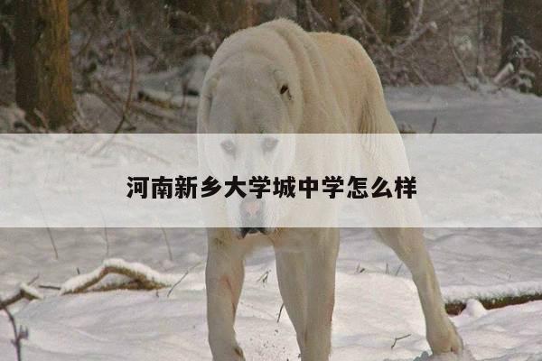 河南新乡大学城中学怎么样