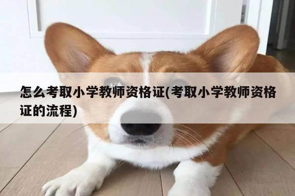 怎么考取小学教师资格证(考取小学教师资格证的流程)