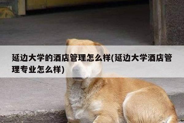 延边大学的酒店管理怎么样(延边大学酒店管理专业怎么样)