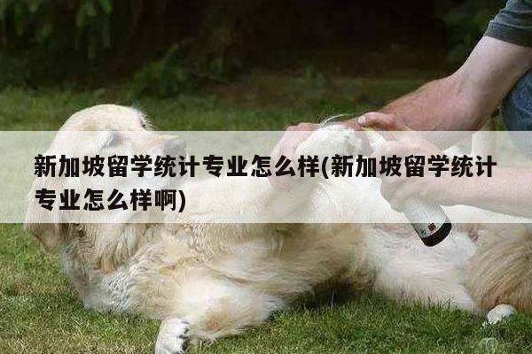 新加坡留学统计专业怎么样(新加坡留学统计专业怎么样啊)