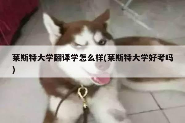 莱斯特大学翻译学怎么样(莱斯特大学好考吗)