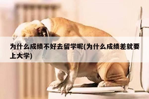 为什么成绩不好去留学呢(为什么成绩差就要上大学)