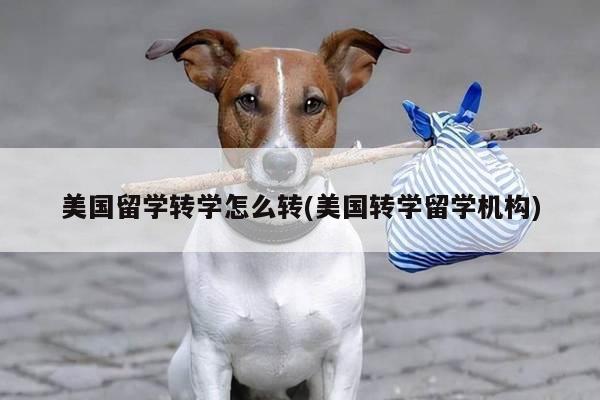 美国留学转学怎么转(美国转学留学机构)