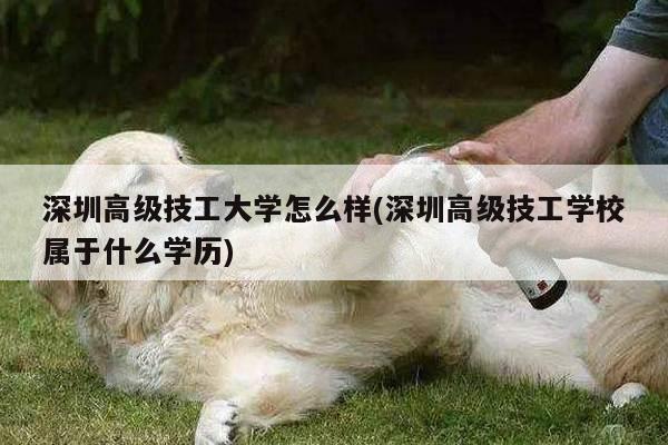 深圳高级技工大学怎么样(深圳高级技工学校属于什么学历)